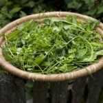 Fines Herbes Classic French Seasoning Mix