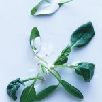 Ranch Salad Dressing
