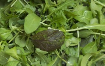 Arugula Salad With Lime Vinaigrette