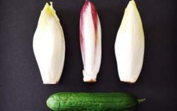 Cucumber, Fig and Belgian Endives Salad